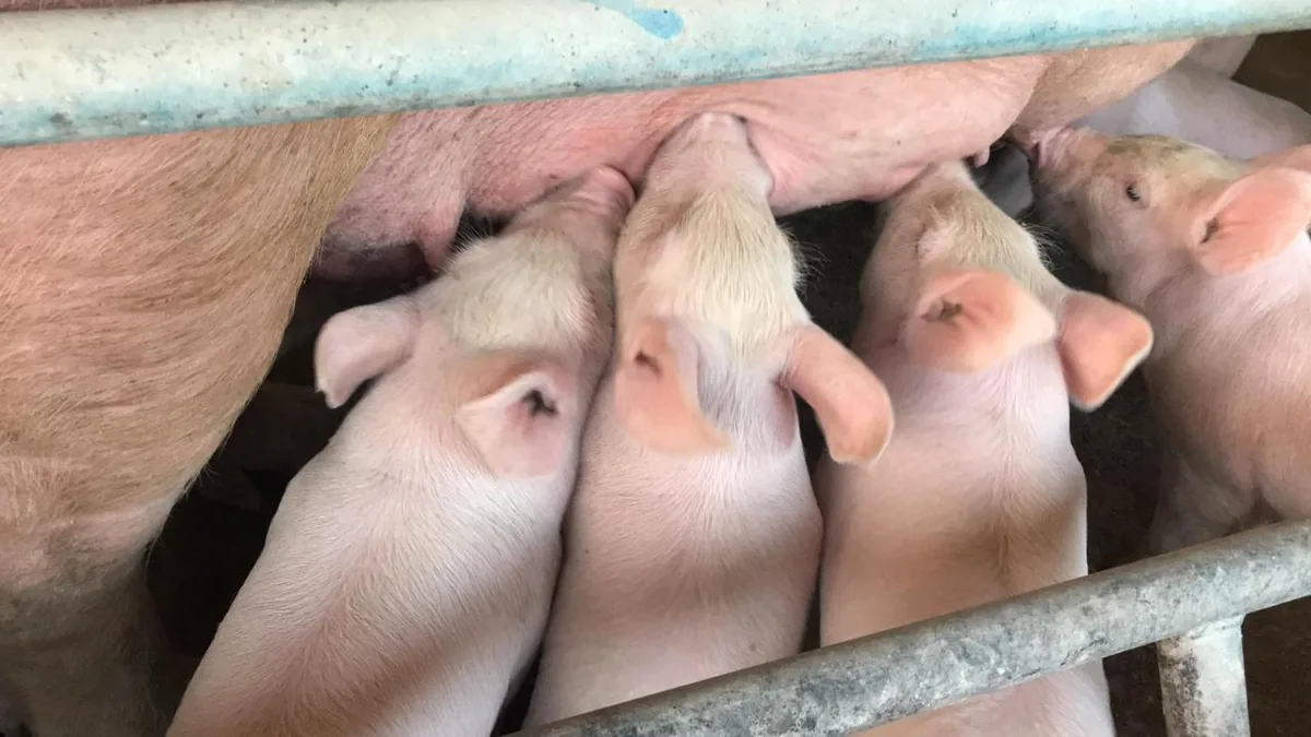 Swine Ant™